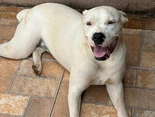 Cachorra Tequila est&aacute; desaparecida ap&oacute;s fugir da casa da nova tutora