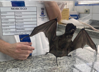 Campo Grande registra 10&deg; caso de raiva em morcego, o segundo da semana