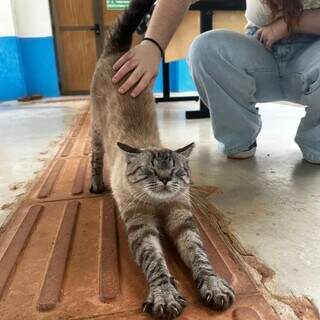 Gatinhos que vivem na UFMS viram modelos em concurso de fotografia