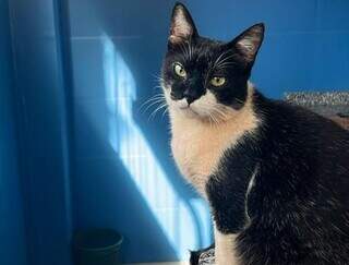 Gatinhos que vivem na UFMS viram modelos em concurso de fotografia