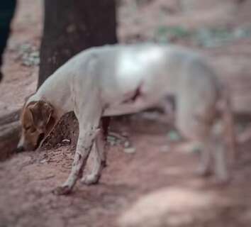 Idoso de 87 anos &eacute; preso depois de balear c&atilde;o e tem arma apreendida
