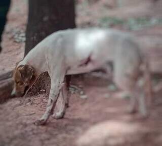 Idoso de 87 anos &eacute; preso depois de balear c&atilde;o e tem arma apreendida