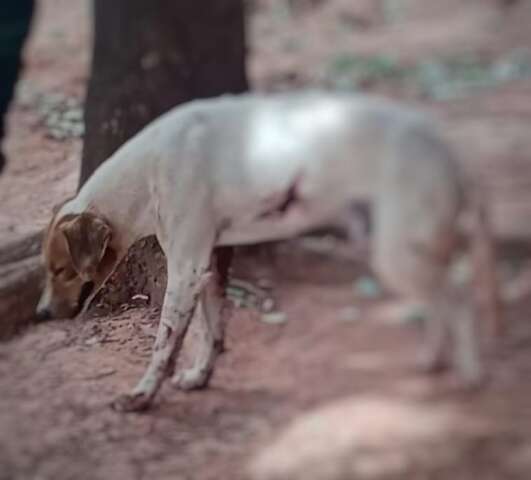Idoso de 87 anos &eacute; preso depois de balear c&atilde;o e tem arma apreendida