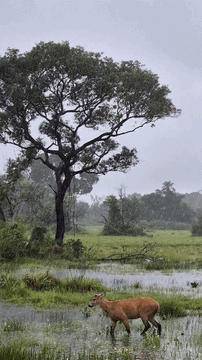Chuva inesperada alegra Pantanal e cervo comemora em &aacute;rea alagada