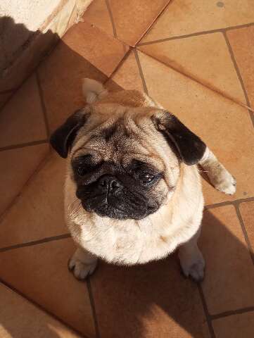 Fam&iacute;lia procura por Billy, pug desaparecido no Santa Em&iacute;lia neste domingo