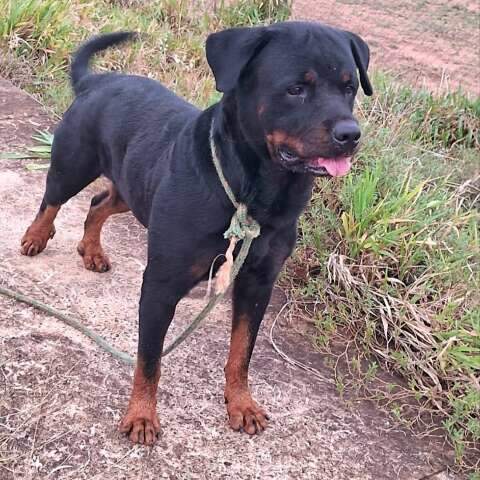 Thor desaparece no Estrela Dalva 3 e fam&iacute;lia pede ajuda