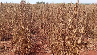 Inadimpl&ecirc;ncia cresce no campo e j&aacute; atinge 8,3% dos produtores