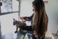 Pets ter&atilde;o atendimento gratuito na Pra&ccedil;a do Papa a partir de segunda