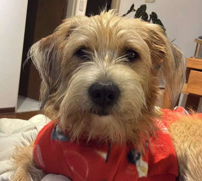 Frente fria pode adoecer seu pet; saiba como identificar a gripe canina
