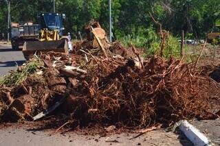 Leucena resiste, rebrota e desafia opera&ccedil;&atilde;o ambiental em &aacute;reas verdes da Capital