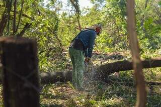 Leucena resiste, rebrota e desafia opera&ccedil;&atilde;o ambiental em &aacute;reas verdes da Capital