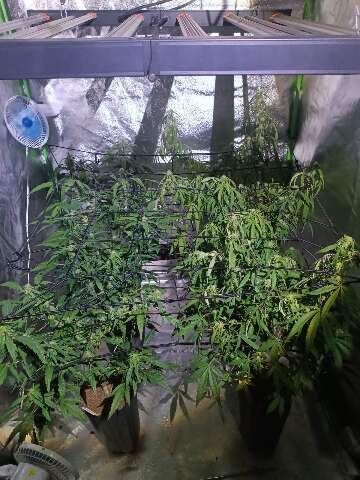 Laborat&oacute;rio de maconha &eacute; descoberto durante investiga&ccedil;&atilde;o de morte de mulher