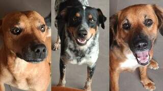 Trio de cães escapa por portão e desaparece de madrugada no Jardim Noroeste Trio de cães escapa por portão e desaparece de madrugada no Jardim Noroeste