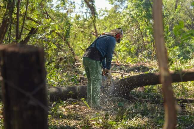 Leucena resiste, rebrota e desafia opera&ccedil;&atilde;o ambiental em &aacute;reas verdes da Capital