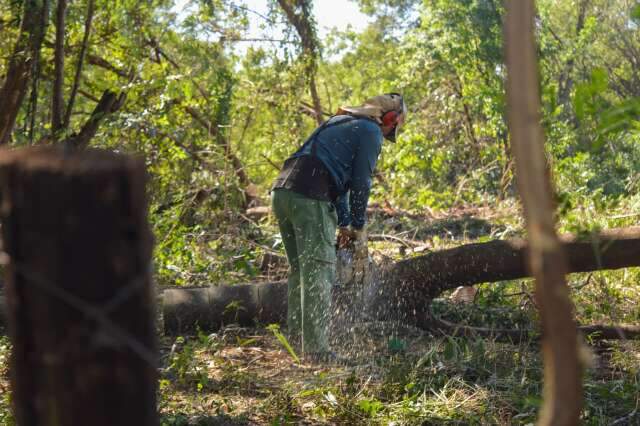 Leucena resiste, rebrota e desafia opera&ccedil;&atilde;o ambiental em &aacute;reas verdes da Capital
