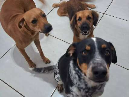 Trio de c&atilde;es escapa por port&atilde;o e desaparece de madrugada no Jardim Noroeste