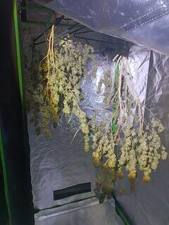Laborat&oacute;rio de maconha &eacute; descoberto durante investiga&ccedil;&atilde;o de morte de mulher