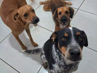 Trio de cães escapa por portão e desaparece de madrugada no Jardim Noroeste Trio de cães escapa por portão e desaparece de madrugada no Jardim Noroeste