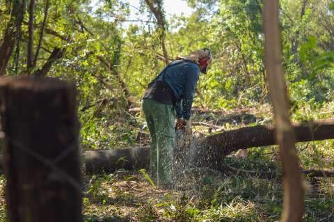 Leucena resiste, rebrota e desafia opera&ccedil;&atilde;o ambiental em &aacute;reas verdes da Capital