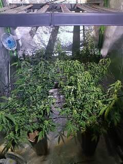 Laborat&oacute;rio de maconha &eacute; descoberto durante investiga&ccedil;&atilde;o de morte de mulher