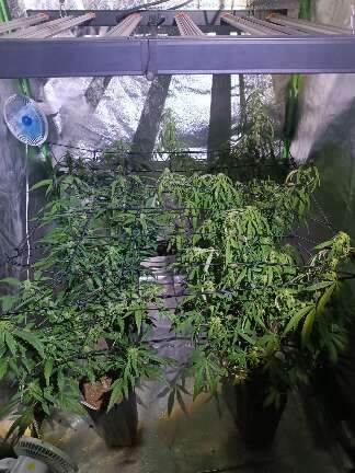 Laborat&oacute;rio de maconha &eacute; descoberto durante investiga&ccedil;&atilde;o de morte de mulher