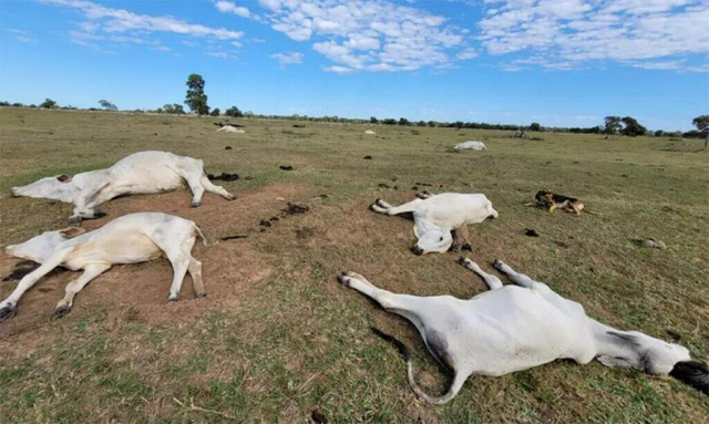 Queda na temperatura j&aacute; matou 74 bovinos em propriedades rurais