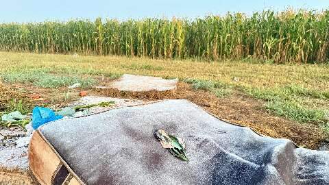 Leve geada cobre lavoura de milho em Rio Brilhante na manh&atilde; desta ter&ccedil;a