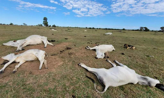 Queda na temperatura j&aacute; matou 74 bovinos em propriedades rurais