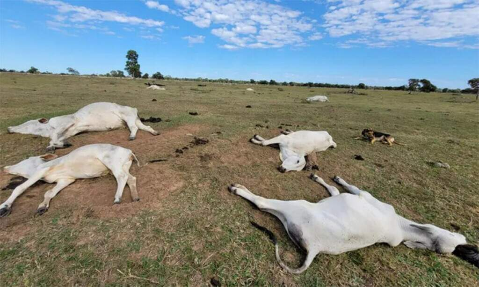 Queda na temperatura j&aacute; matou 74 bovinos em propriedades rurais