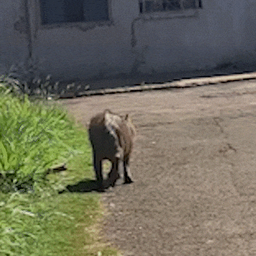 Capivara d&aacute; cria e transforma terreno abandonado em ref&uacute;gio no Jardim Im&aacute;