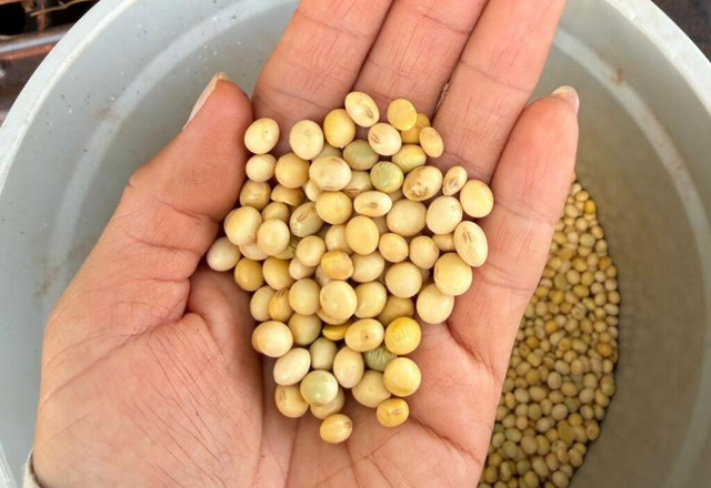 MS exporta 1,03 milh&atilde;o de toneladas de soja e tem alta de 59%