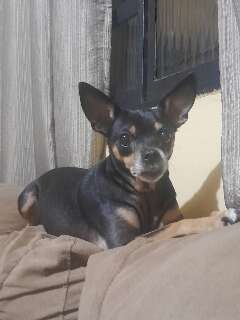 Fam&iacute;lia busca Florzinha, pinscher de 8 anos que sumiu no Nova Lima