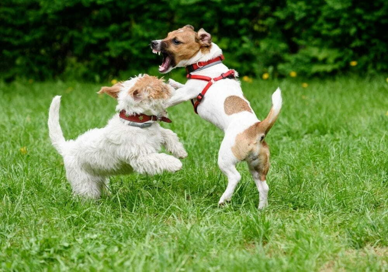 Até cachorro pode ter TDAH? Veja sinais que vão além da bagunça