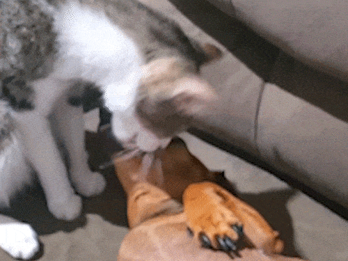 Gata &ldquo;enche&rdquo; cachorra de lambidas e amizade entre as duas viraliza