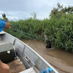 La&ccedil;ada em jacar&eacute; ap&oacute;s &ldquo;roubo&rdquo; de peixe viraliza nas redes sociais