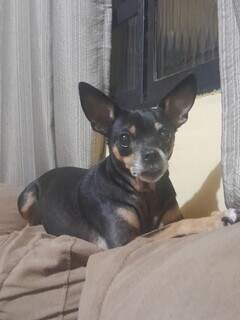 Família busca Florzinha, pinscher de 8 anos que sumiu no Nova Lima Família busca Florzinha, pinscher de 8 anos que sumiu no Nova Lima