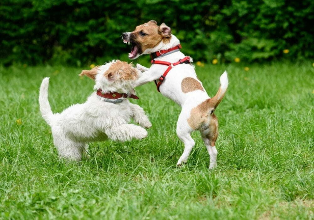 At&eacute; cachorro pode ter TDAH? Veja sinais que v&atilde;o al&eacute;m da bagun&ccedil;a