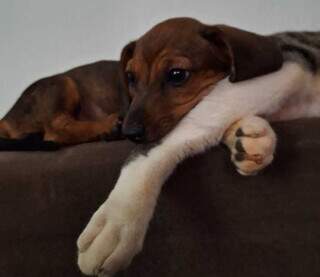 Gata &ldquo;enche&rdquo; cachorra de lambidas e amizade entre as duas viraliza