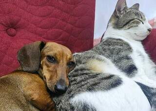 Gata &ldquo;enche&rdquo; cachorra de lambidas e amizade entre as duas viraliza