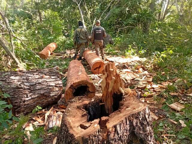 Paraguaios s&atilde;o flagrados extraindo madeira ilegal em terra ind&iacute;gena Kadiw&eacute;u