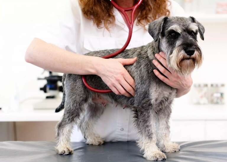 Tosse de cachorro? Antes do pulmão, problema pode estar no coração