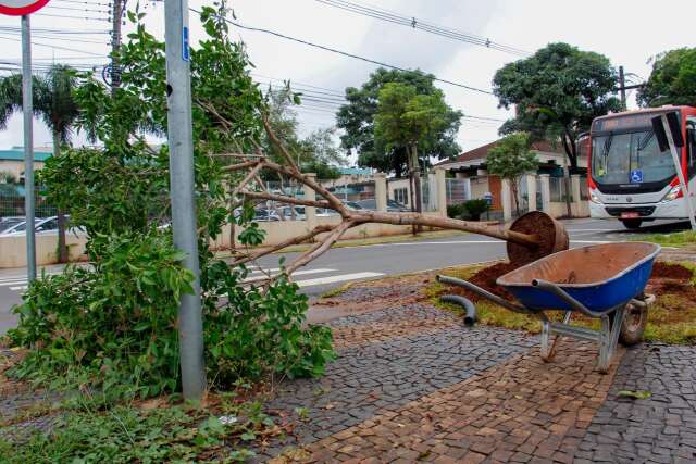 Corte de &aacute;rvore poder&aacute; ser compensado com equipamentos e servi&ccedil;os