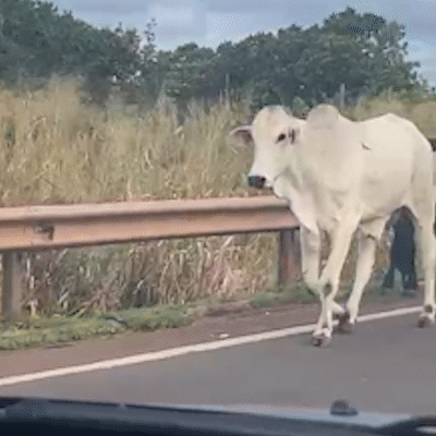 Produtor leva gado para pista da BR-163 e bloqueia rodovia 