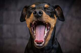 Voc&ecirc; sabia que tosse em cachorro pode esconder doen&ccedil;a s&eacute;ria?