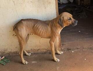 Homem &eacute; preso por maus-tratos ap&oacute;s c&atilde;o ser encontrado visivelmente desnutrido