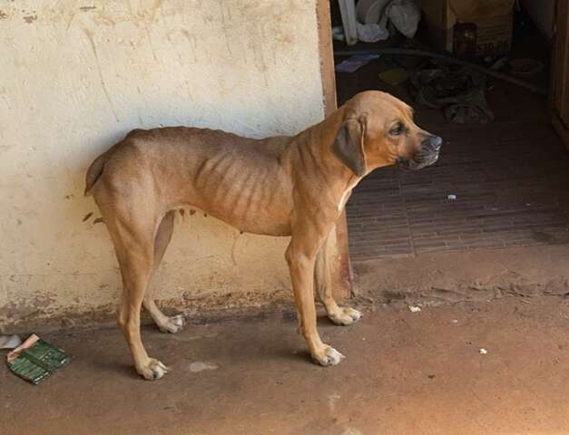Homem &eacute; preso por maus-tratos ap&oacute;s c&atilde;o ser encontrado visivelmente desnutrido