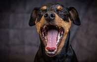 Voc&ecirc; sabia que tosse em cachorro pode esconder doen&ccedil;a s&eacute;ria?