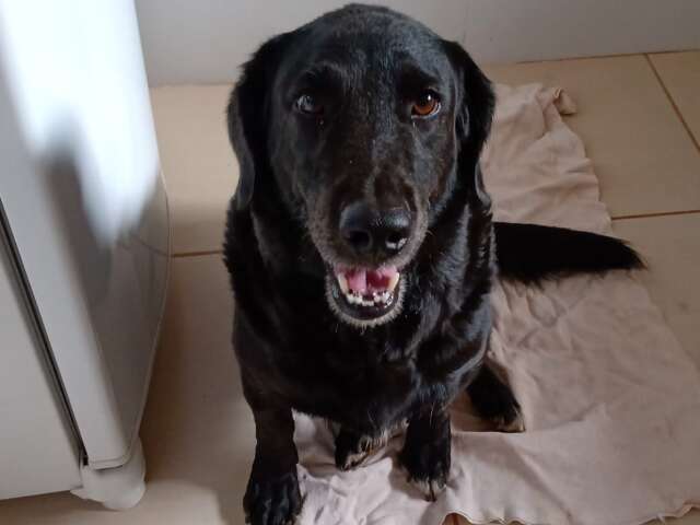 Publicit&aacute;rio procura por c&atilde;o que sumiu ap&oacute;s sair de casa no Coronel Antonino