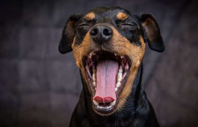Voc&ecirc; sabia que tosse em cachorro pode esconder doen&ccedil;a s&eacute;ria?