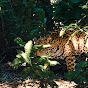 Produtor mostra detalhes da fauna do Pantanal em imagens de perto 